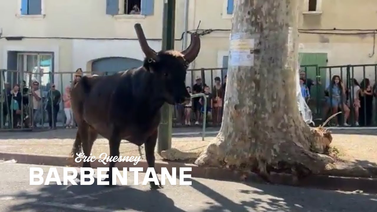 EN DIRECT Encierro Barbentane manade Lescot le 21 août 2025 