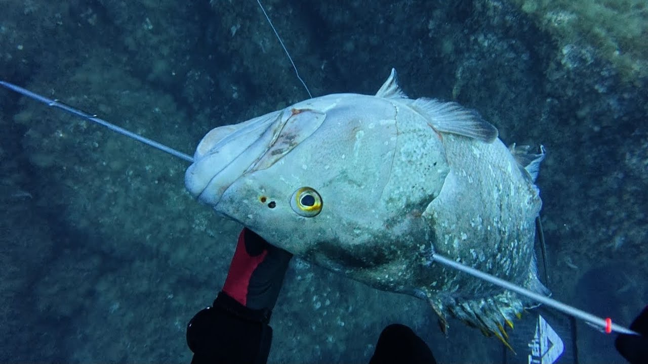 Orgía de Meros en pesca submarina
