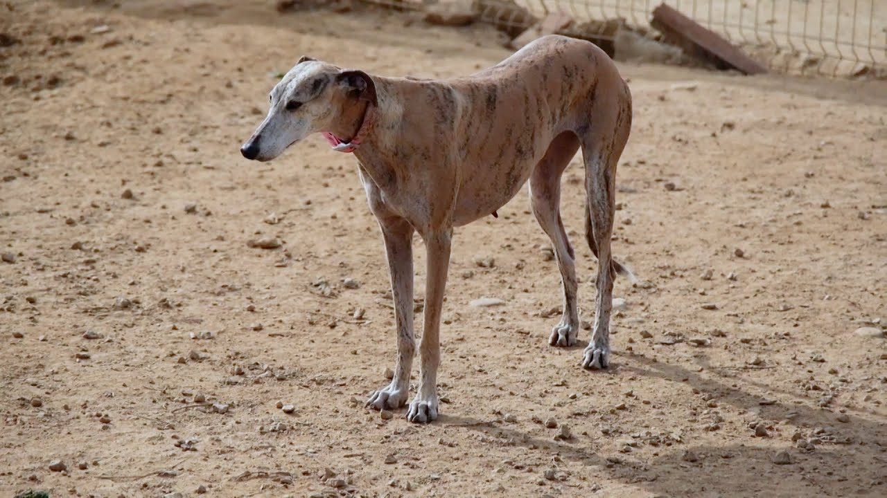 Greyhounds Get 2nd Chance at Life Through Rescue Group