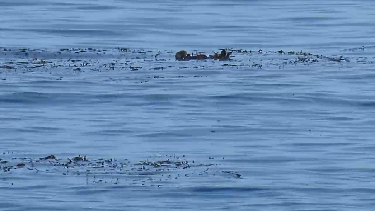 Breathing Space - Otter Meditation