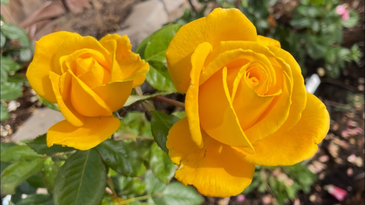 Radiant Perfume Rose Spring 2023