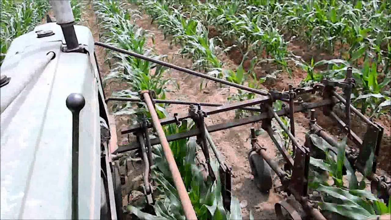 Cultivating 90 Day Corn 4 Row Equipment