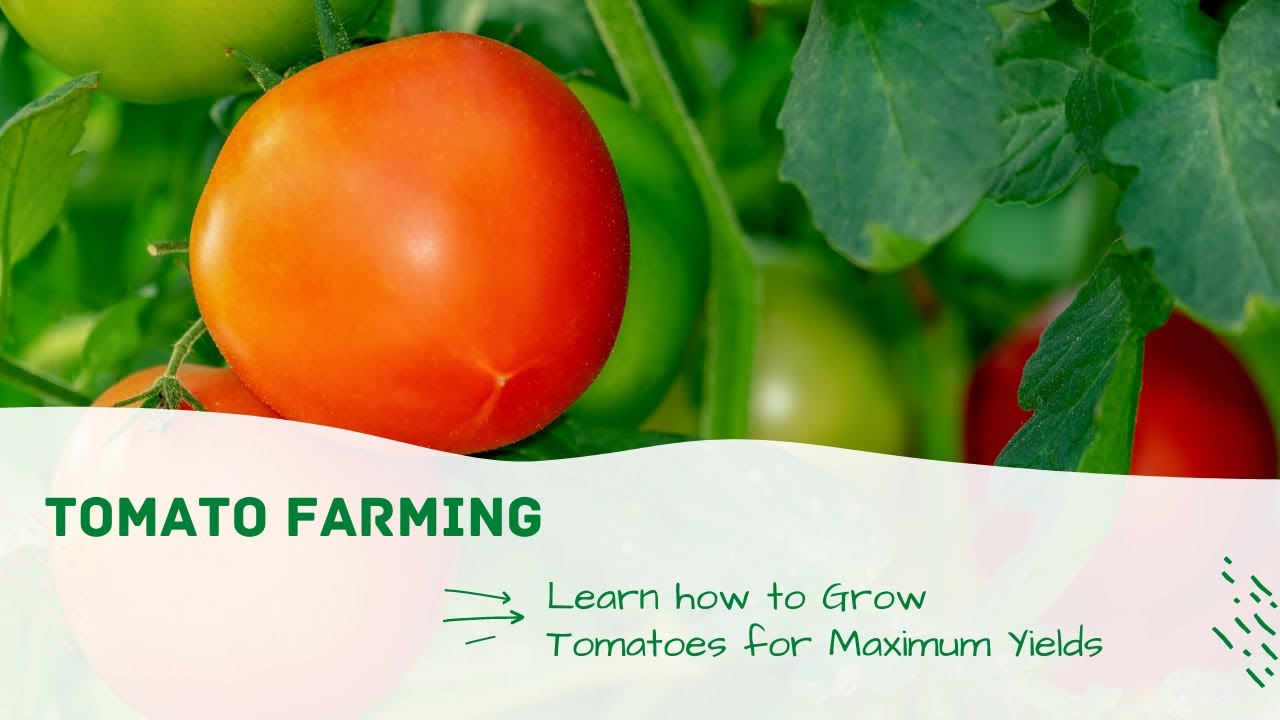 Tomato Farming - Mbinu za Kilimo(Kiswahili)  Epsd 01