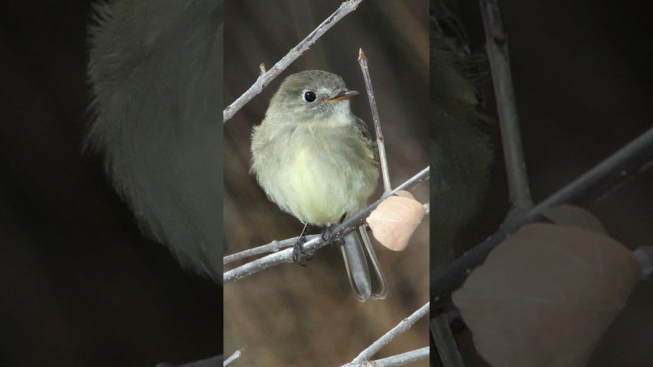 Dusky Flycatcher Bird Sound Video: Bird Songs North America-Nature Sounds for Sleep Relaxation