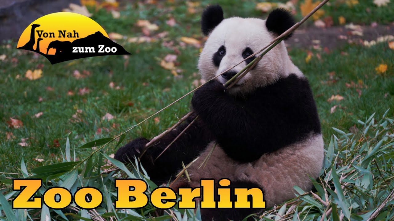 Zoo Berlin - der beste Stadtzoo Deutschlands? - Von Nah zum Zoo