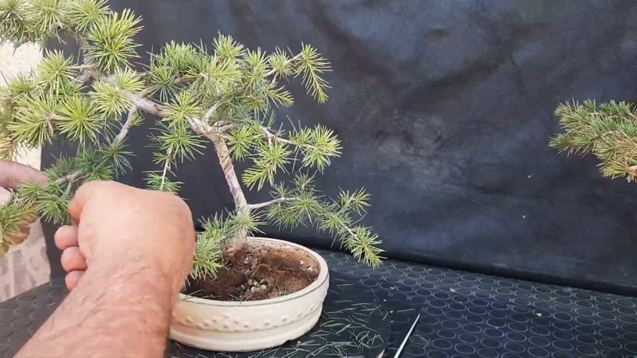 @cedro del atlas una especie no muy vista .....