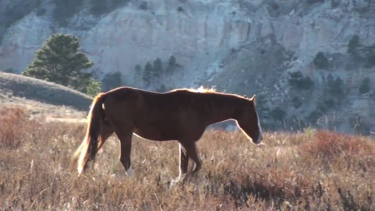 Imagine A Place | The Black Hills Wild Horse Sanctuary