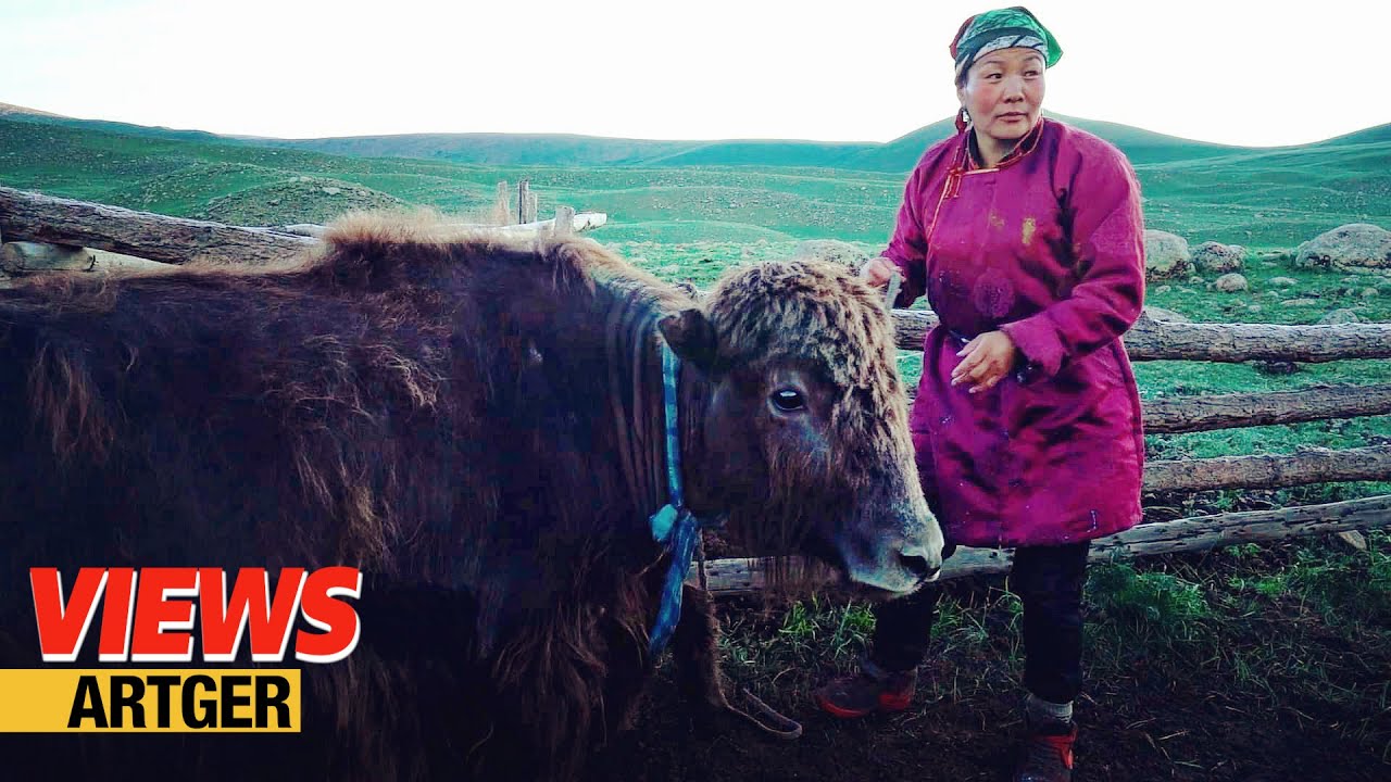 How Yak Herder Nomads Live in the Mongolian Beautiful Landscape! Distilling Yak Milk Vodka!