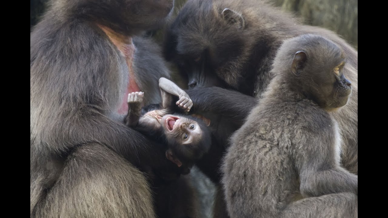 Bronx Zoo Welcomes Baby Gelada Baboon
