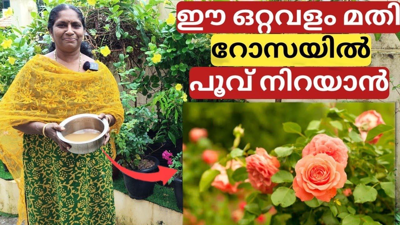 റോസയിൽ പെട്ടെന്ന് പൂക്കൾ നിറയാൻ | Home made fertiliser to get more flowers from rose | Malayalam