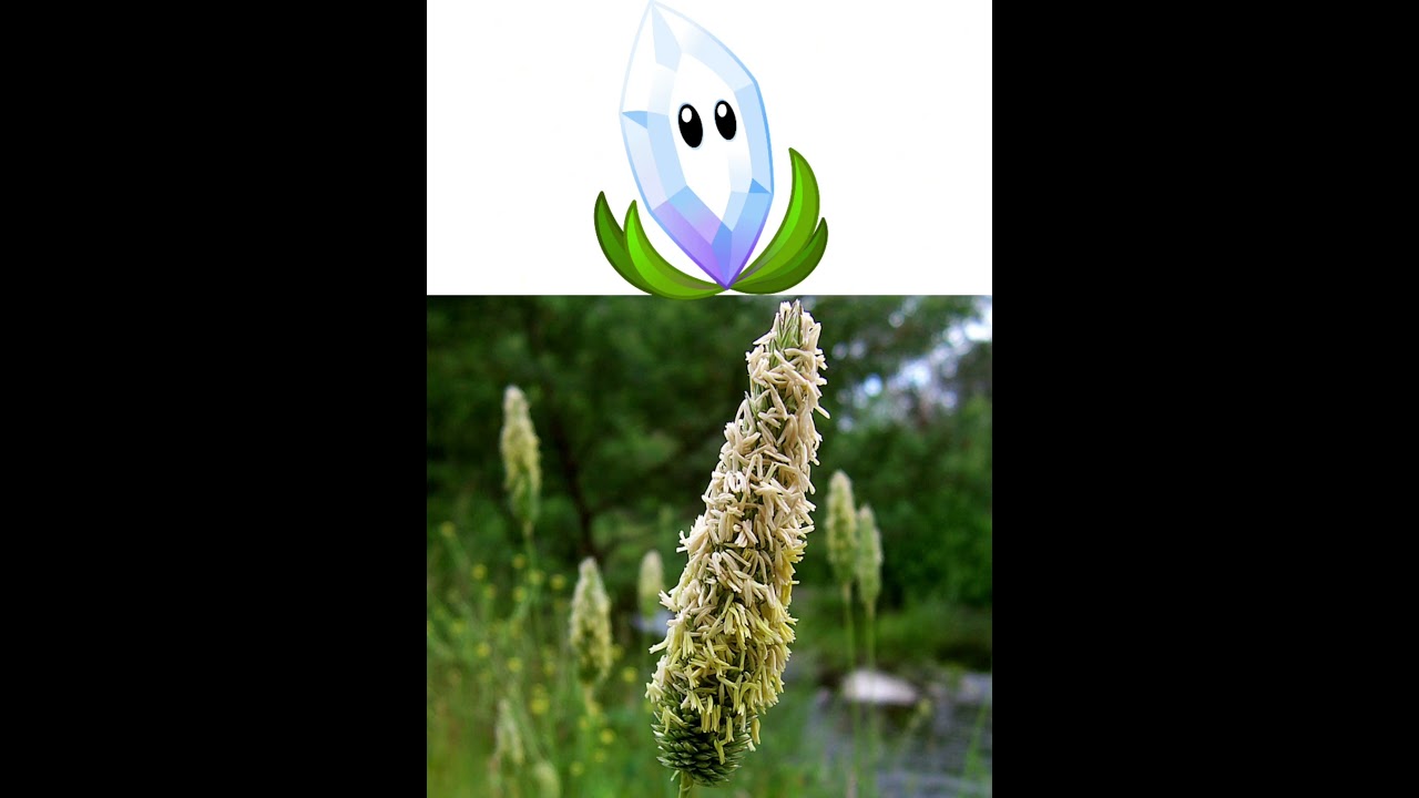PvZ 2 all plant in real life #pvz2 #plantsvszombiesfusion