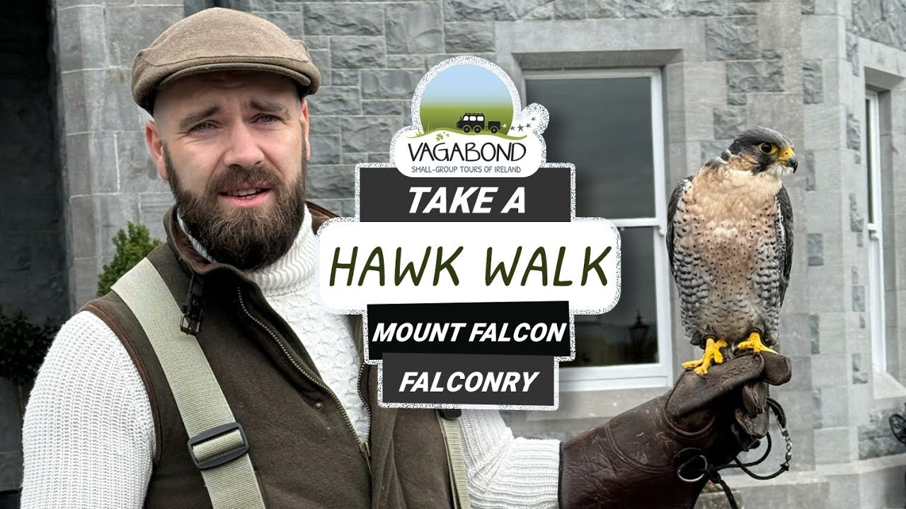 Falconry at Mount Falcon with Vagabond Tours of Ireland