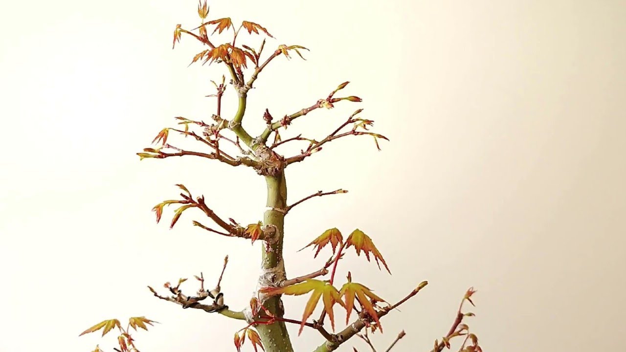 ✅ CÓMO TRABAJAR LAS RAMAS DE UN BONSAI ARCE PALMATUM