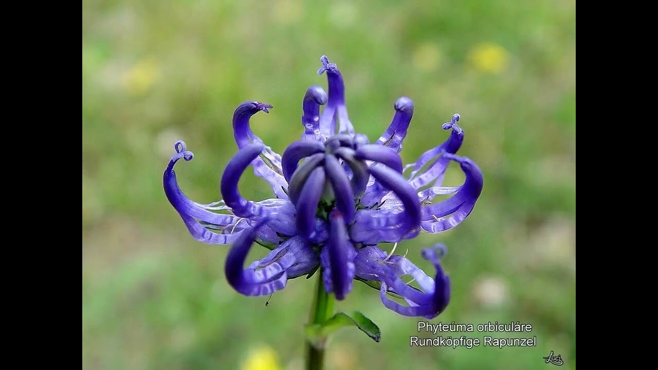 Namen der Alpenblumen 1