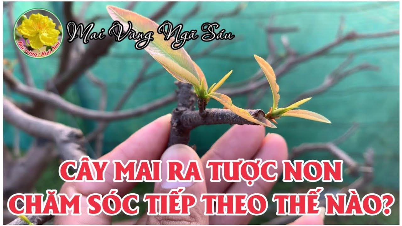 Cây mai bắt đầu ra tược non thì cần làm những việc gì để chồi non phát triển tốt