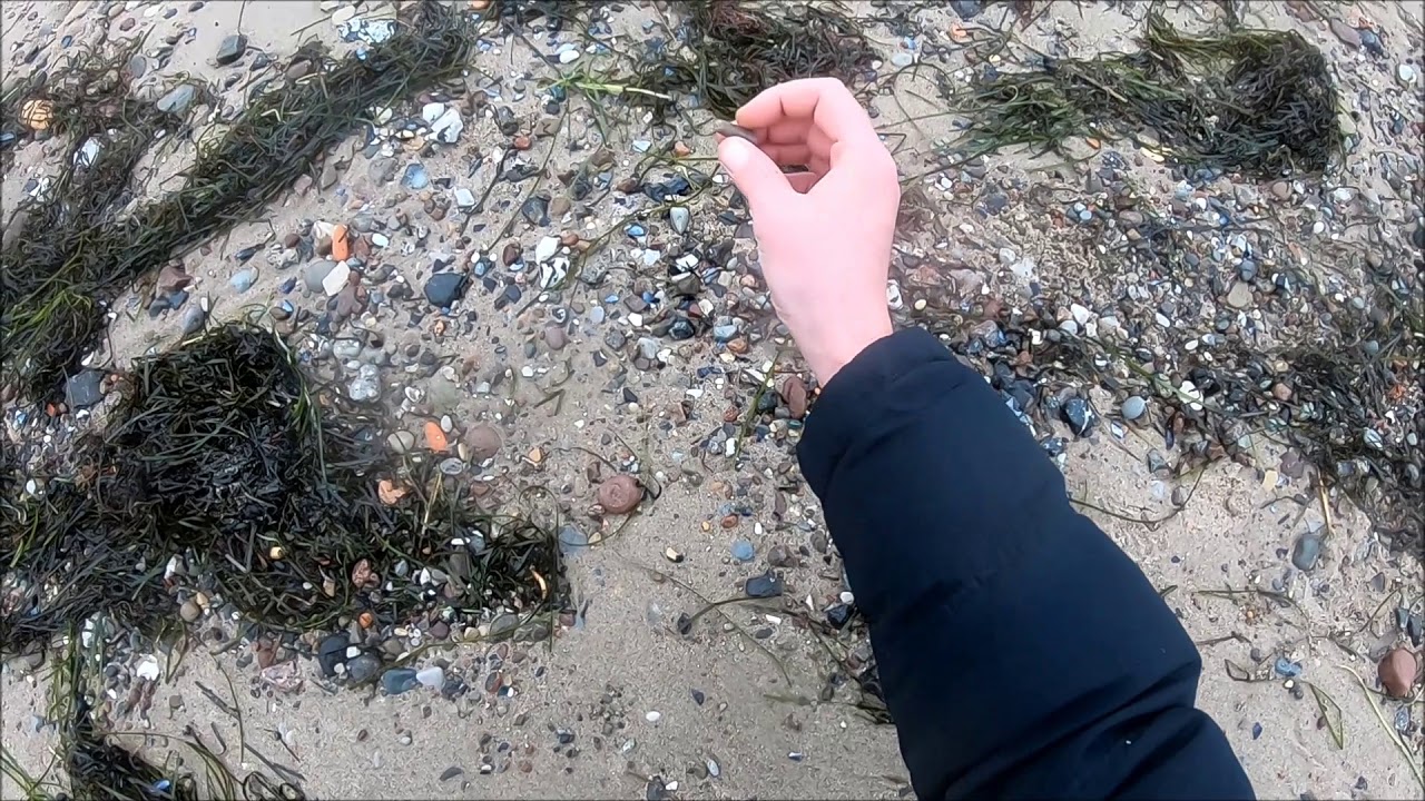 Erfolgreiche Fossilien Suche am Strand von Rerik Meschendorf (GoPro Hero 6) Ostsee
