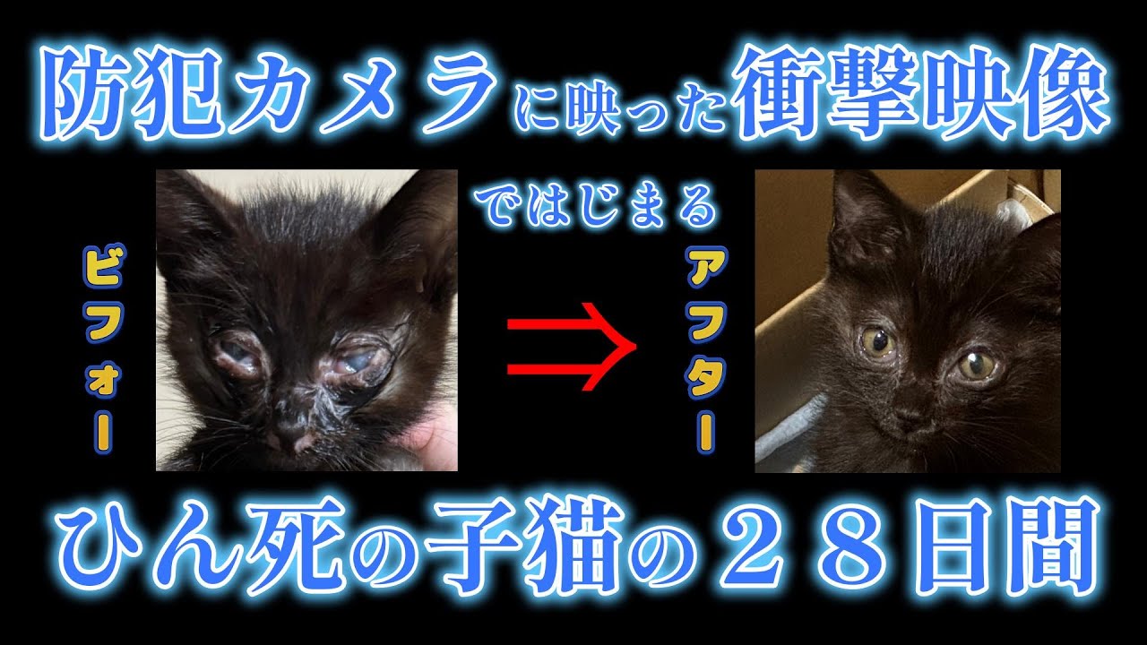 【感動】保護猫noちゃん（ノーちゃん）の涙と笑いにあふれる28日間の記録です。2024.8.20～