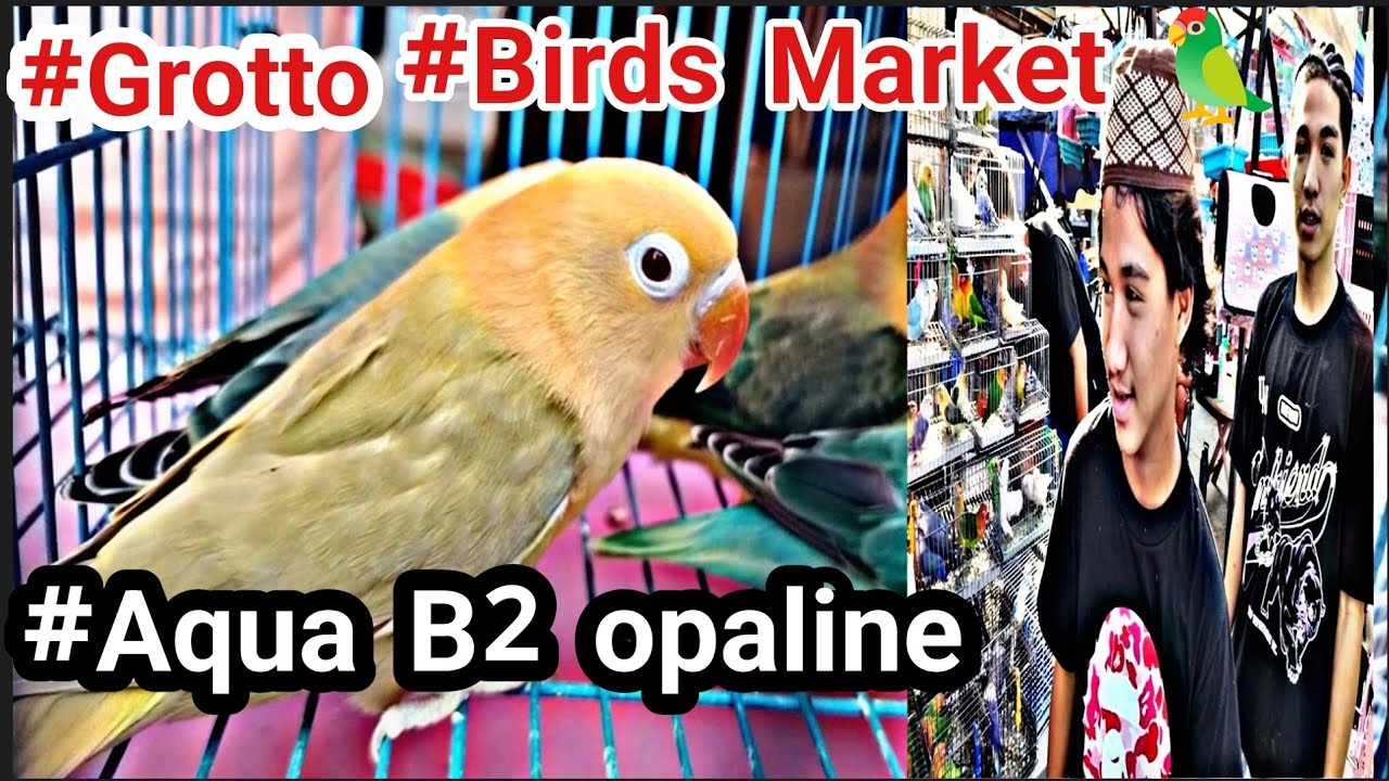 #Grotto#Bird Market#AQua B2 update sa mga ibon sa grotto San Jose delmonte bulakan 📍