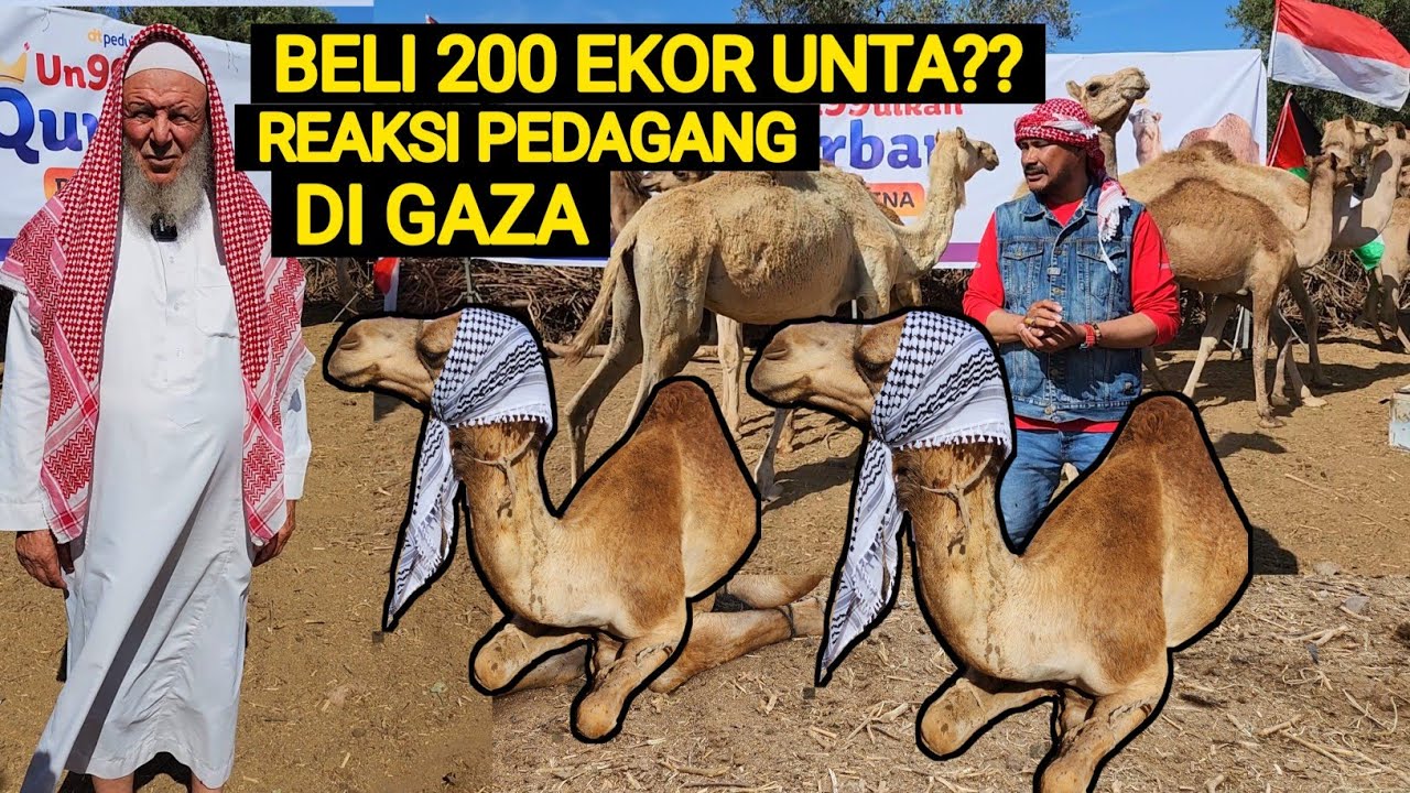 REAKSI PEDAGANG UNTA, WAHAI PRIA INDONESIA SERIUS BUTUH 200 UNTA??