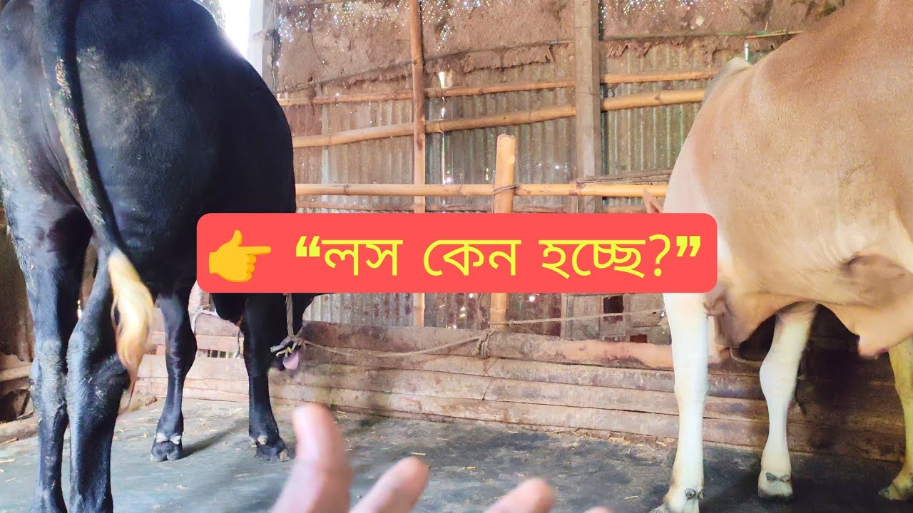 খামারে লস হওয়ার প্রধান কারণগুলো | জানুন ও এখনই সতর্ক হন 📉🐄