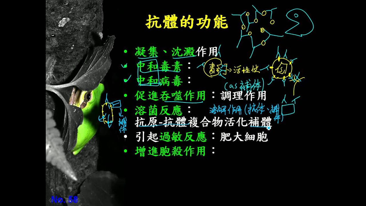 12 2 18抗體的功能三捷