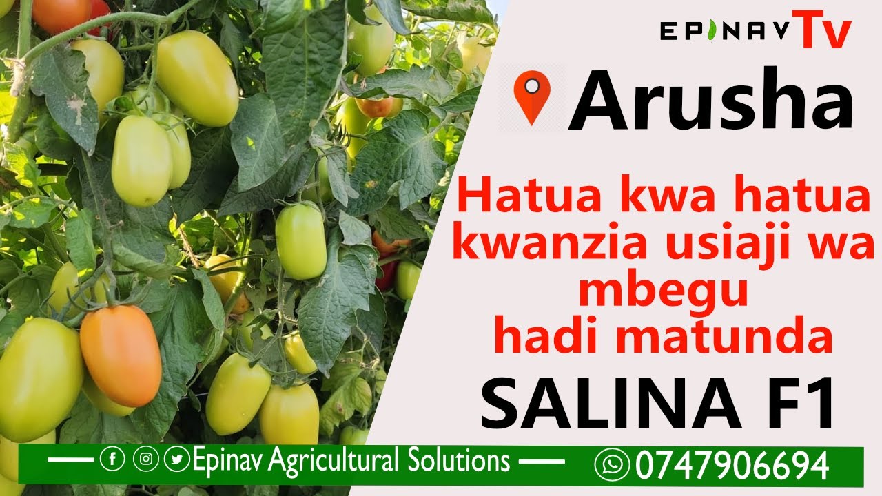 MAENDELEO YA NYANYA SALINA F1 KWANZIA KUSIA MBEGU HADI KUTOA MATUNDA #agriculture #nyanya #kilimo