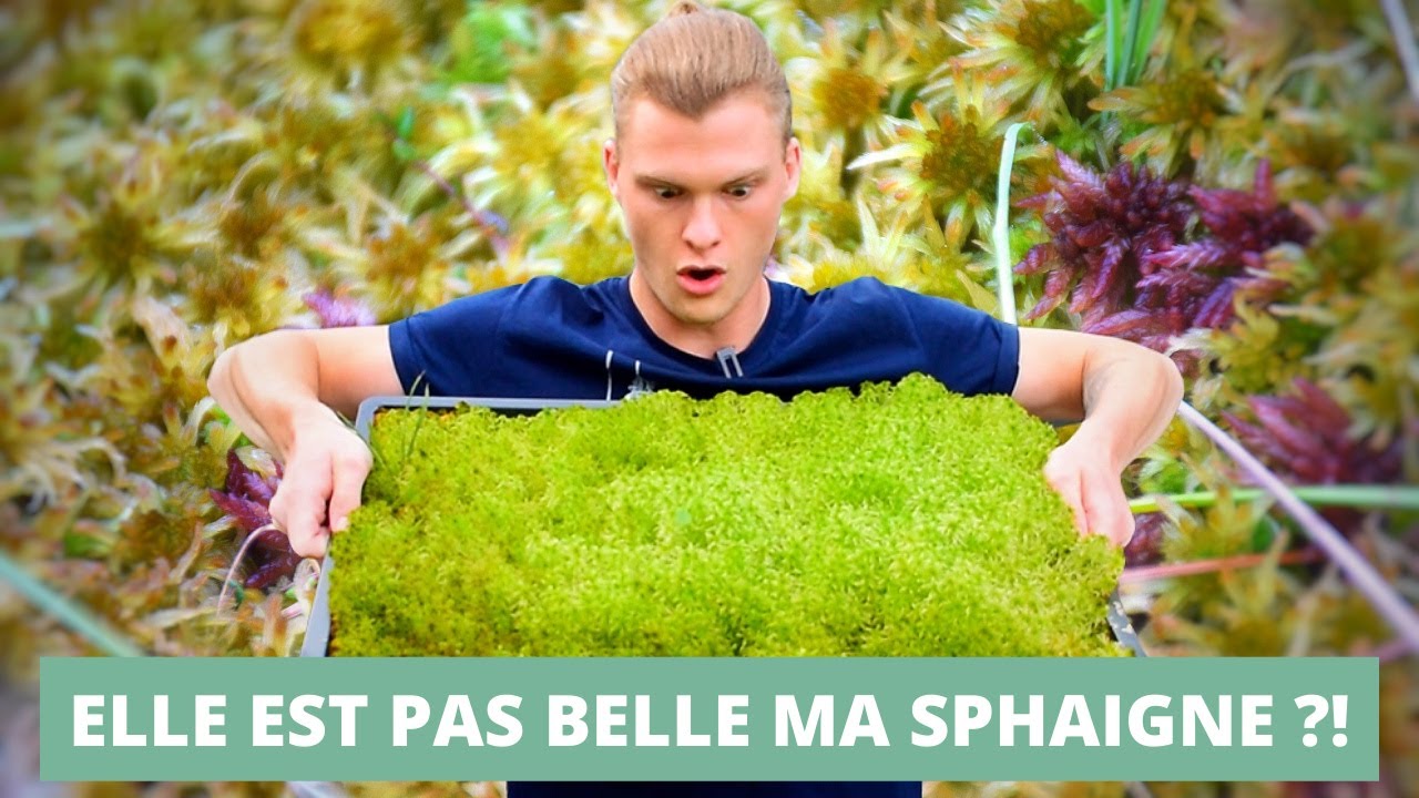 5 ERREURS à ne PAS faire pour avoir une belle MOUSSE 🌿