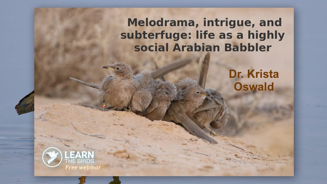 Melodrama, intrigue, and subterfuge: life as a highly social Arabian Babbler
