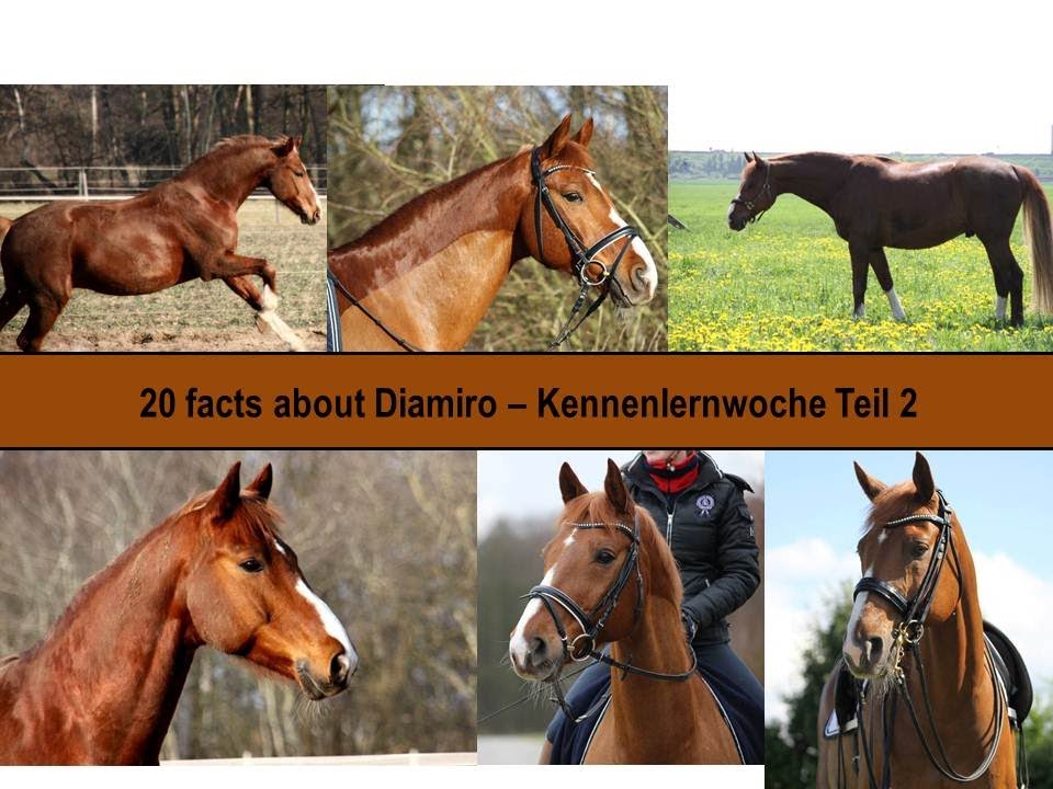 20 facts about Diamiro - KENNENLERNWOCHE