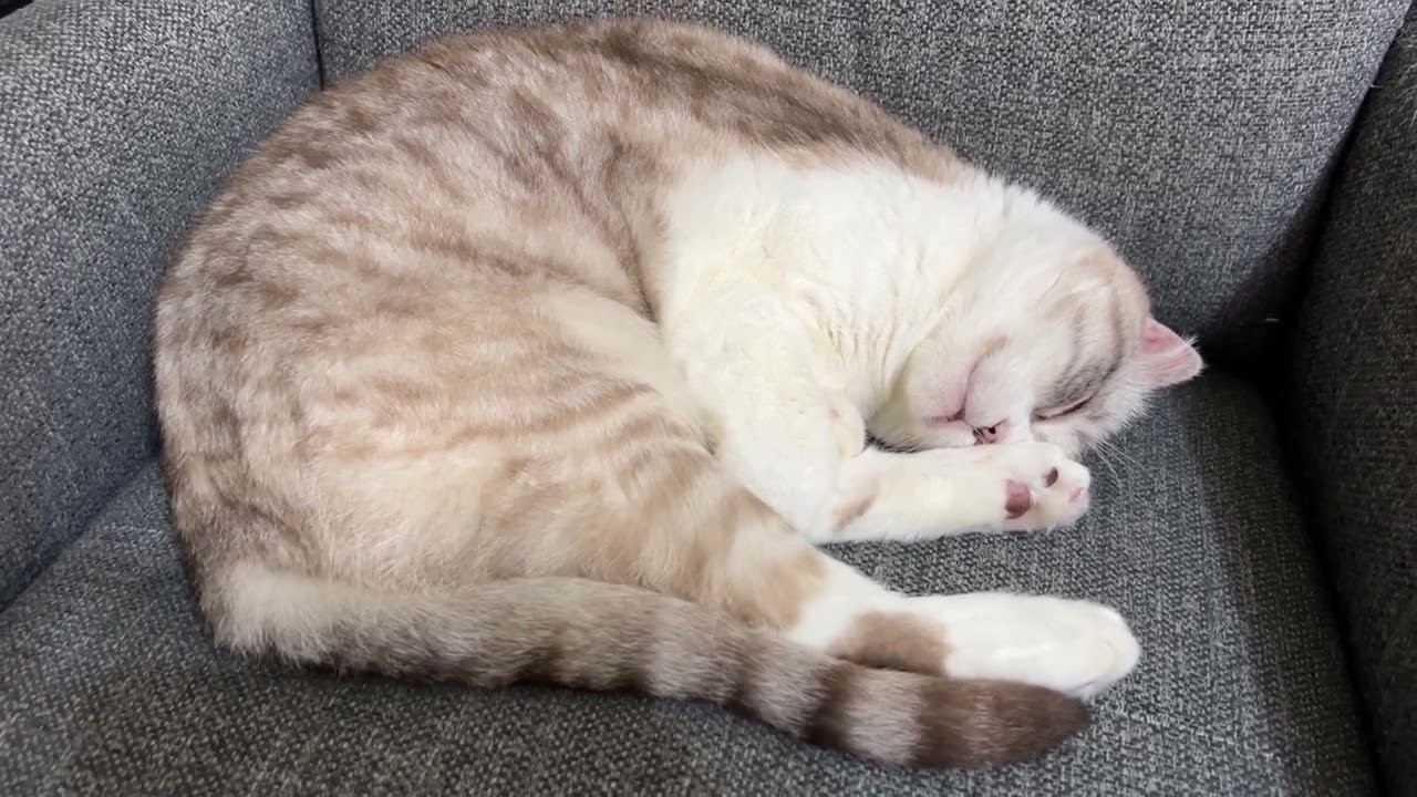 Egg tower’s snore蛋塔打呼Cat's snore