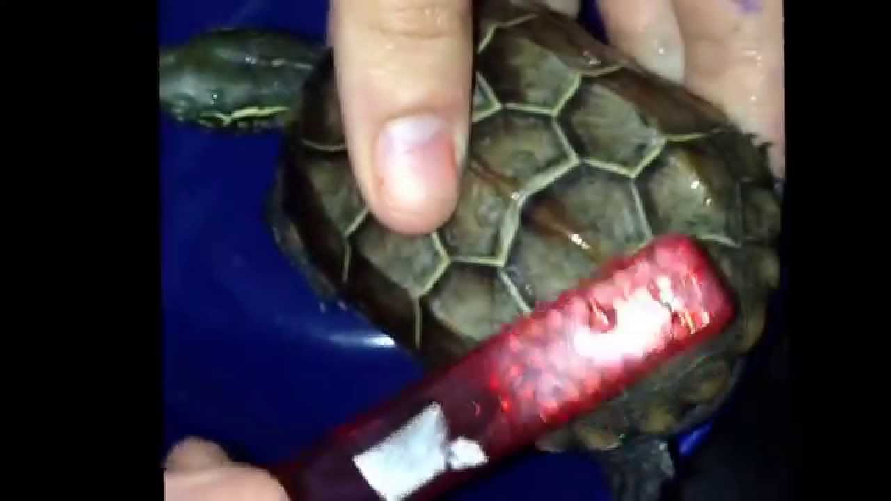 Turtle Shell Care - Cleaning Algae