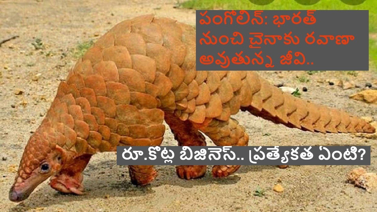 pangolin seized and one arrested by STF | cuttuck  ||Samayam Telugu