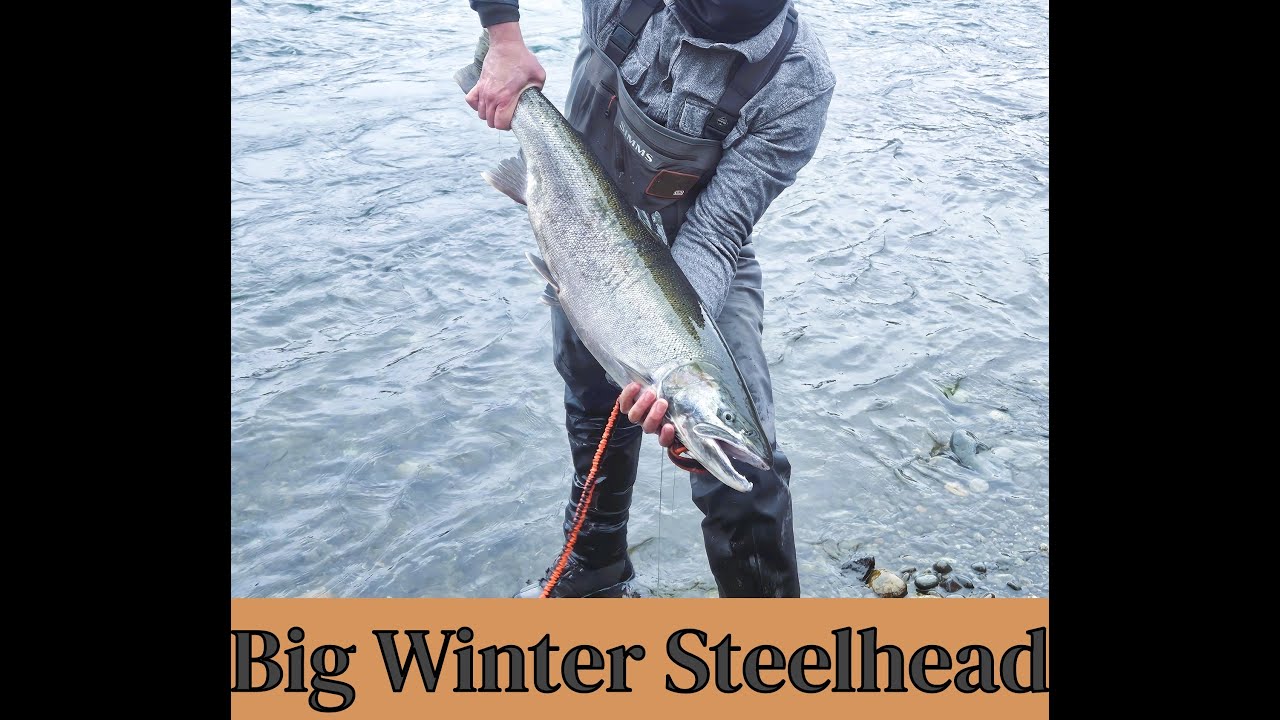 Winter Steelhead Washington State