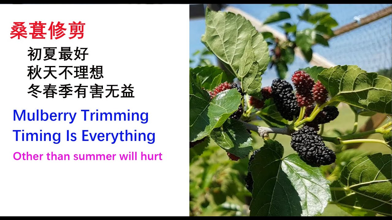 [Eng Sub]桑葚修剪：初夏最好，秋天不理想，冬春季有害无利 Mulberry Trimming, All Is About Timing: Other than summer will hurt