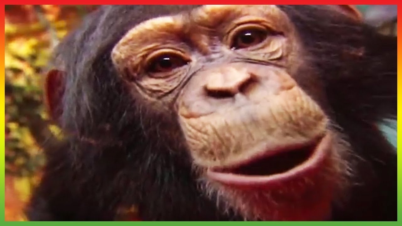 🐘 Zoboomafoo 243 | Talk to Me | Animal shows for kids | Full Episode | HD 🐘