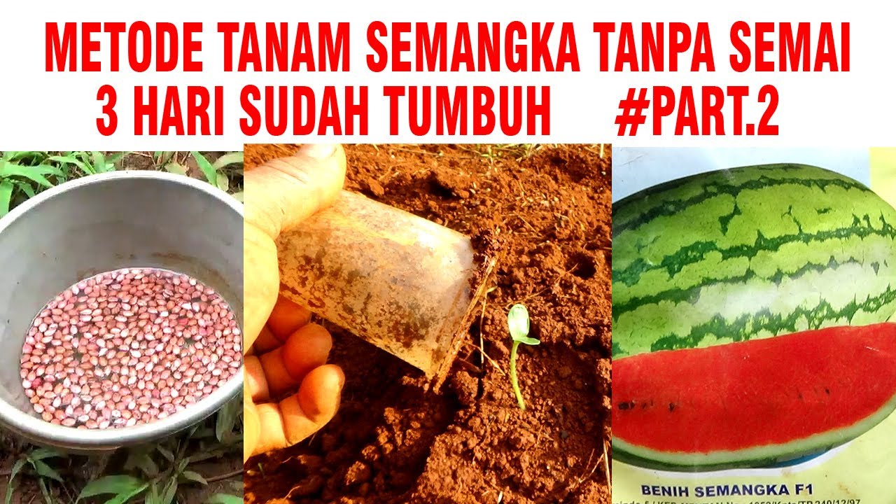 INI HASIL TANAM SEMANGKA TANPA SEMAI DI LAHAN 3 HARI TUMBUH LANGSUNG DI PUPUK ORGANIK PART 2