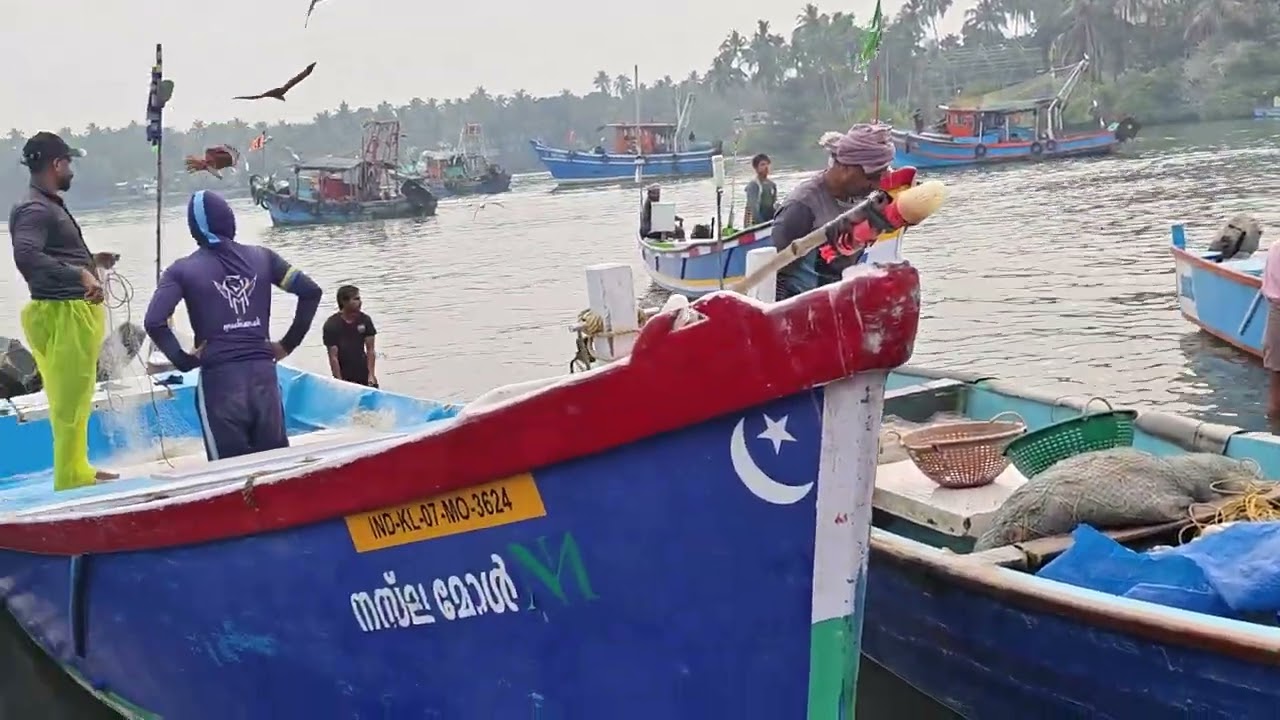 ചാലിയം ഹാർബറിലെ കാഴ്ചകൾ🐠🐠🐠🐠