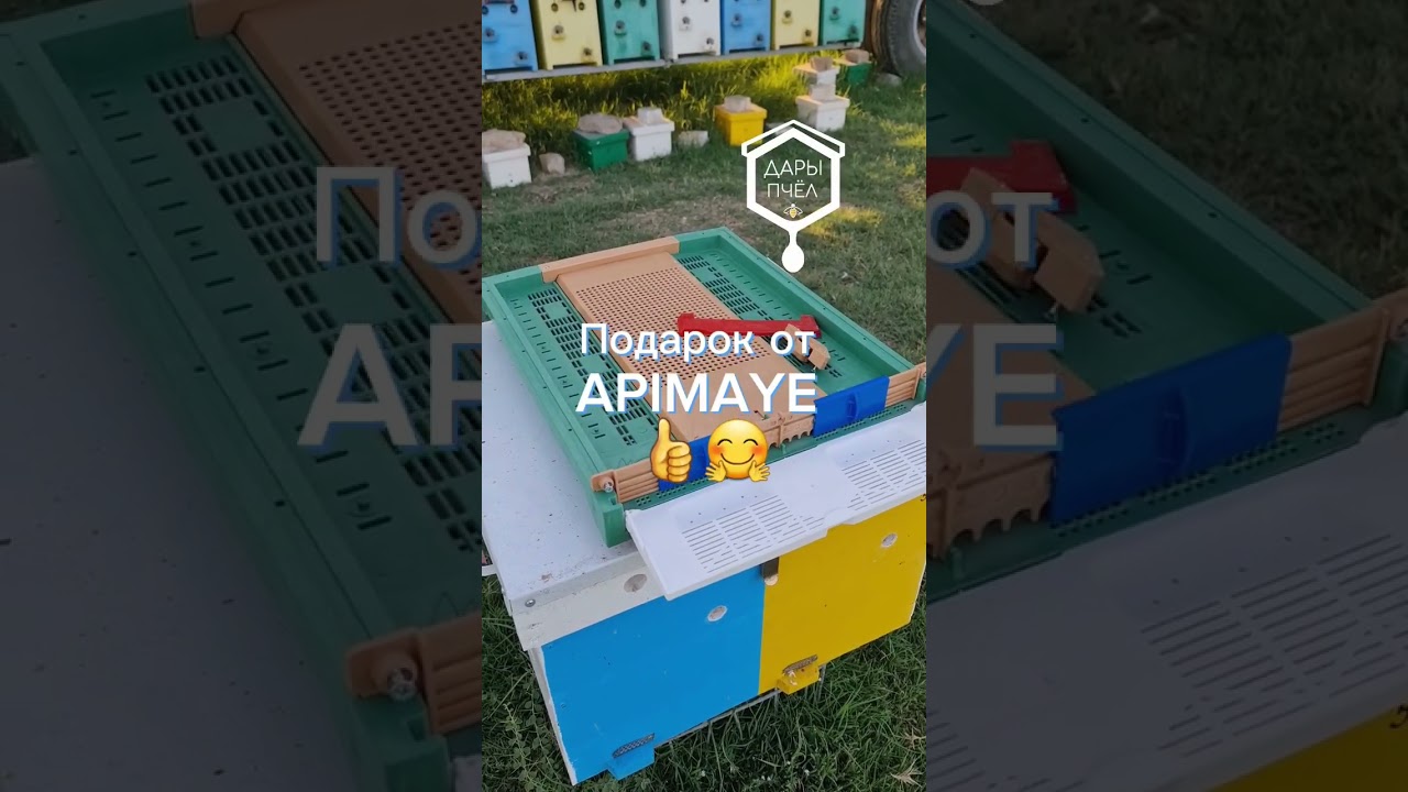 Подарок от APIMAYE 👍🤗