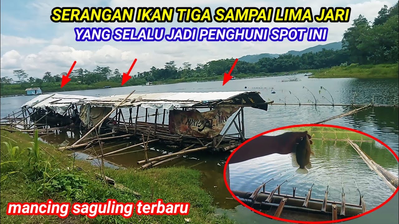 SERANGAN IKAN EMPAT LIMA JARI YANG SELALU JADI PENGHUNI SPOT INI || MANCING SAGULING TERBARU 2026