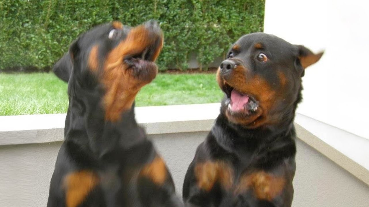 Try Not To Laugh 😂 Funniest Rottweiler Dogs | Funny Animals Video 2026