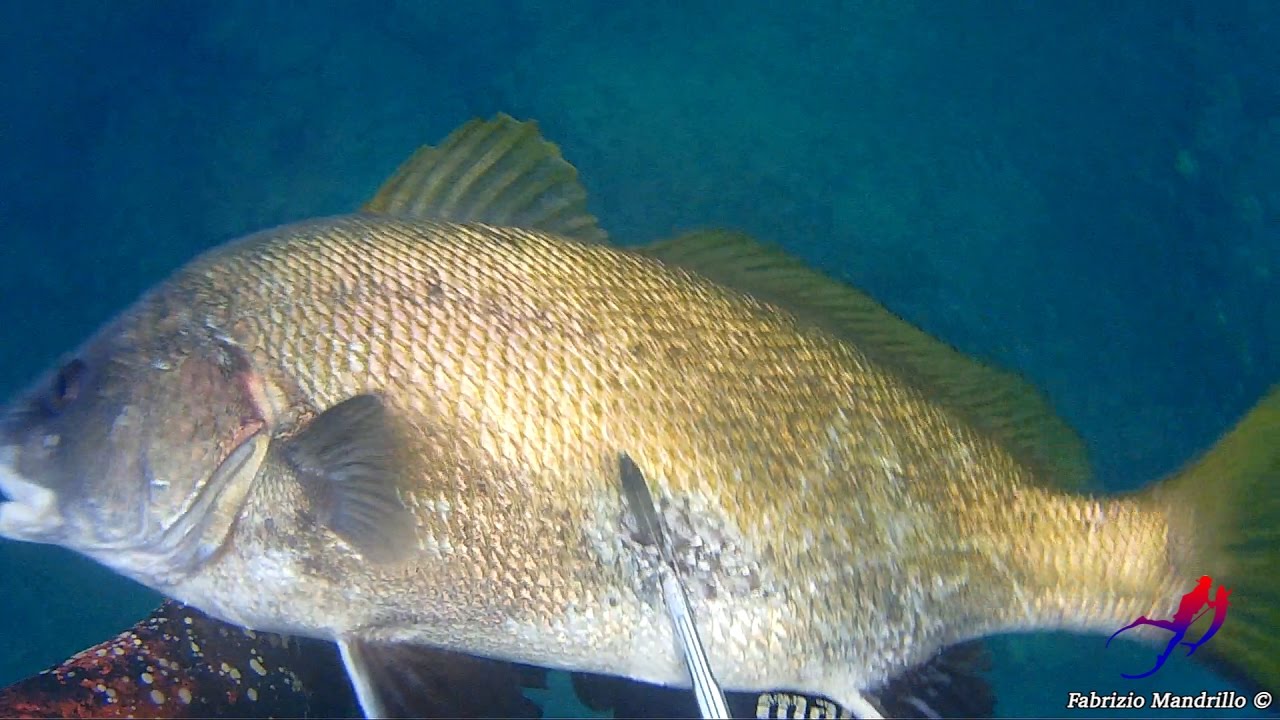 Pescasub - Nel Grotto in Inverno vol.2