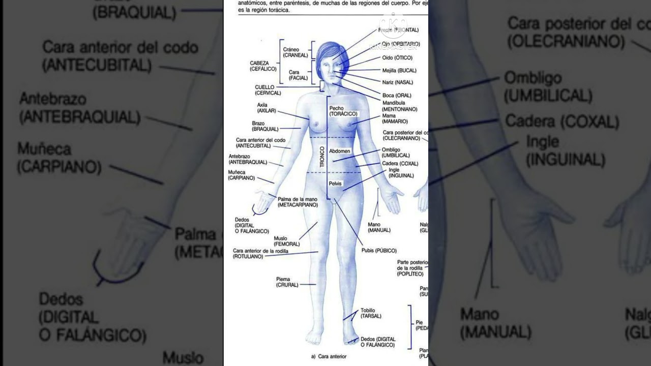 Girl body full word meaning and body name