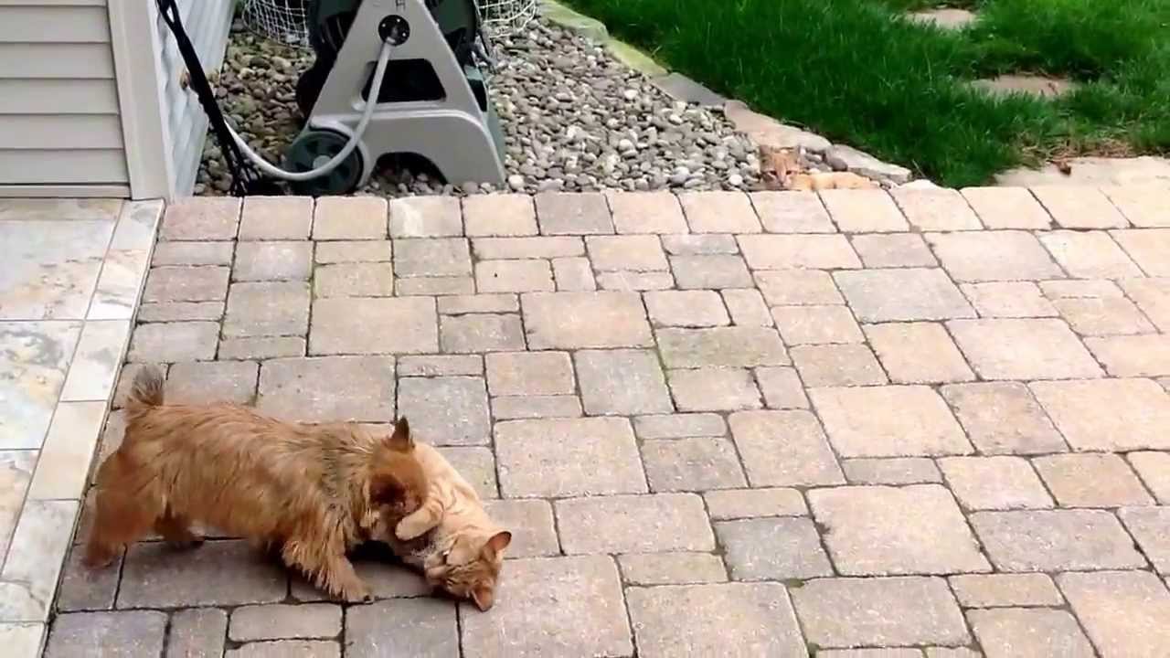 Norwich terrier loves her kitties