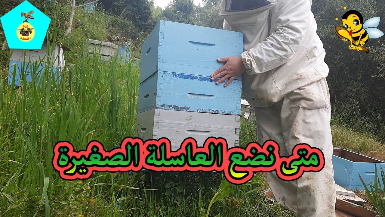 مكان وضع نصف العاسلة والطريقة الصحيحة لوضعها لكي يبني النحل شمع الساس