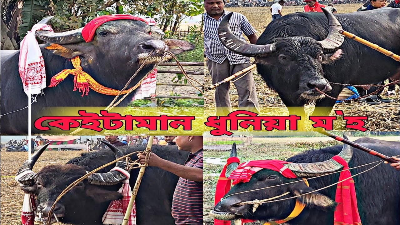 A SWEET BUFFALO FOR YOU || #mrblack #mohjuj #mohorjuj #buffalofight 