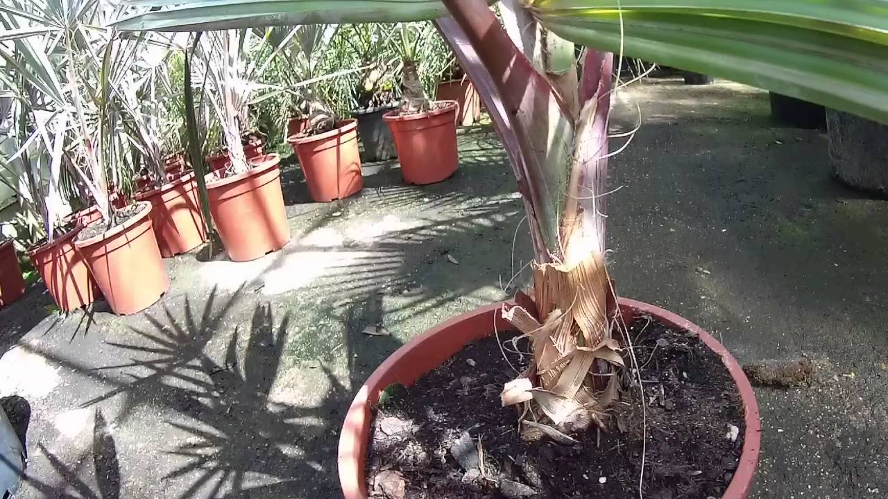 Bismarckia nobilis at Big Plant Nursery in West Sussex, UK