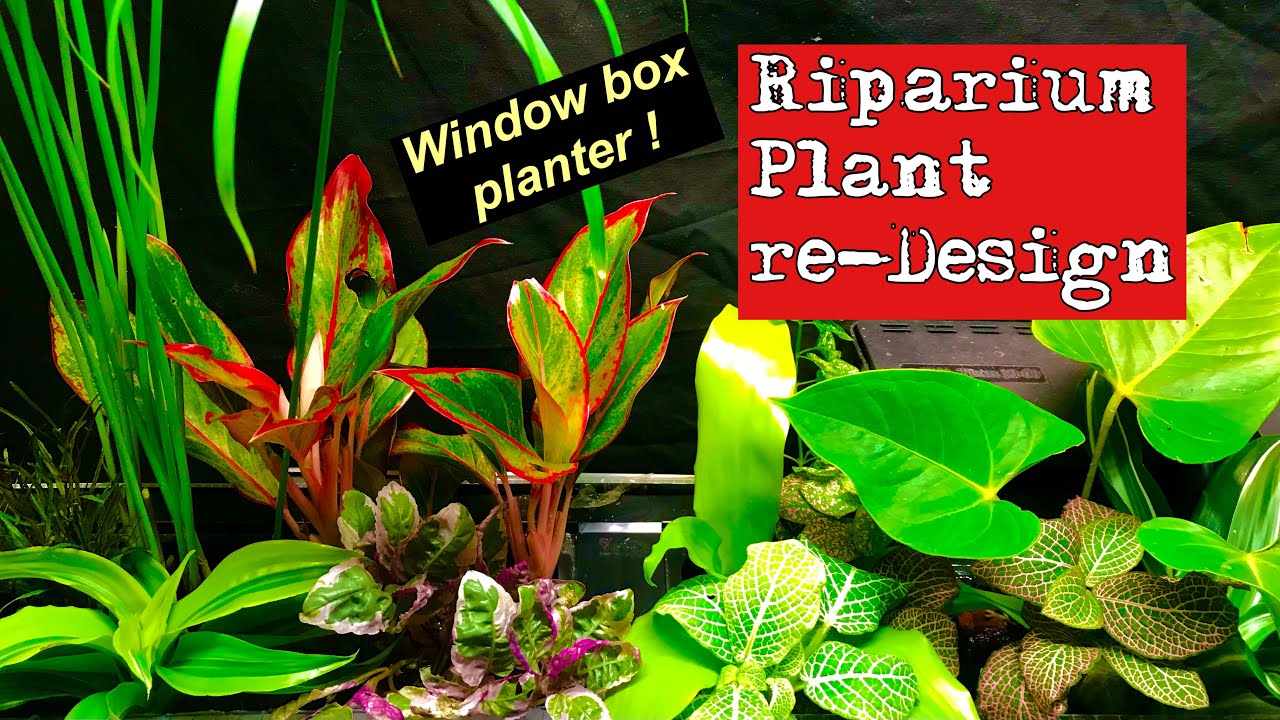 🌺☘️Riparium Plant Re-design! 75 gallon tank window box planter ☘️🌺