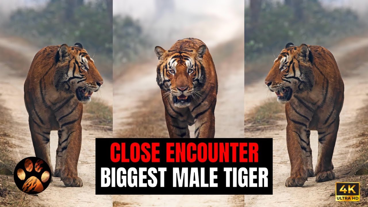 Upclose with Biggest Male Tiger of Kishanpur | Exclusive Head On Sighting 4k