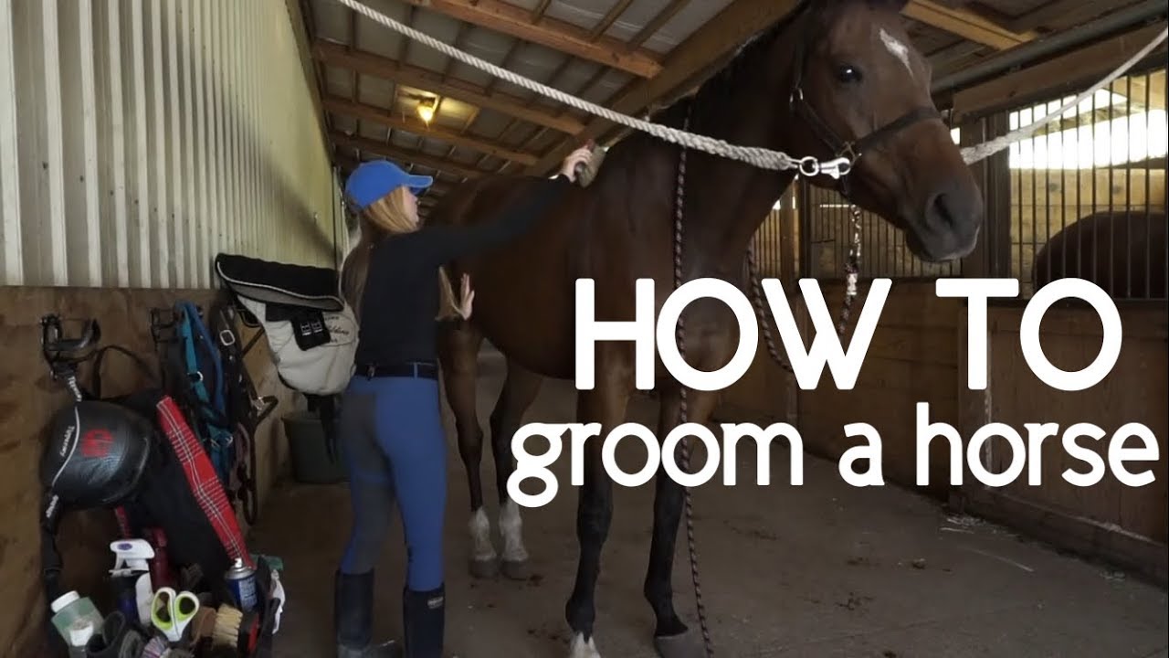 How to Properly Groom a Horse