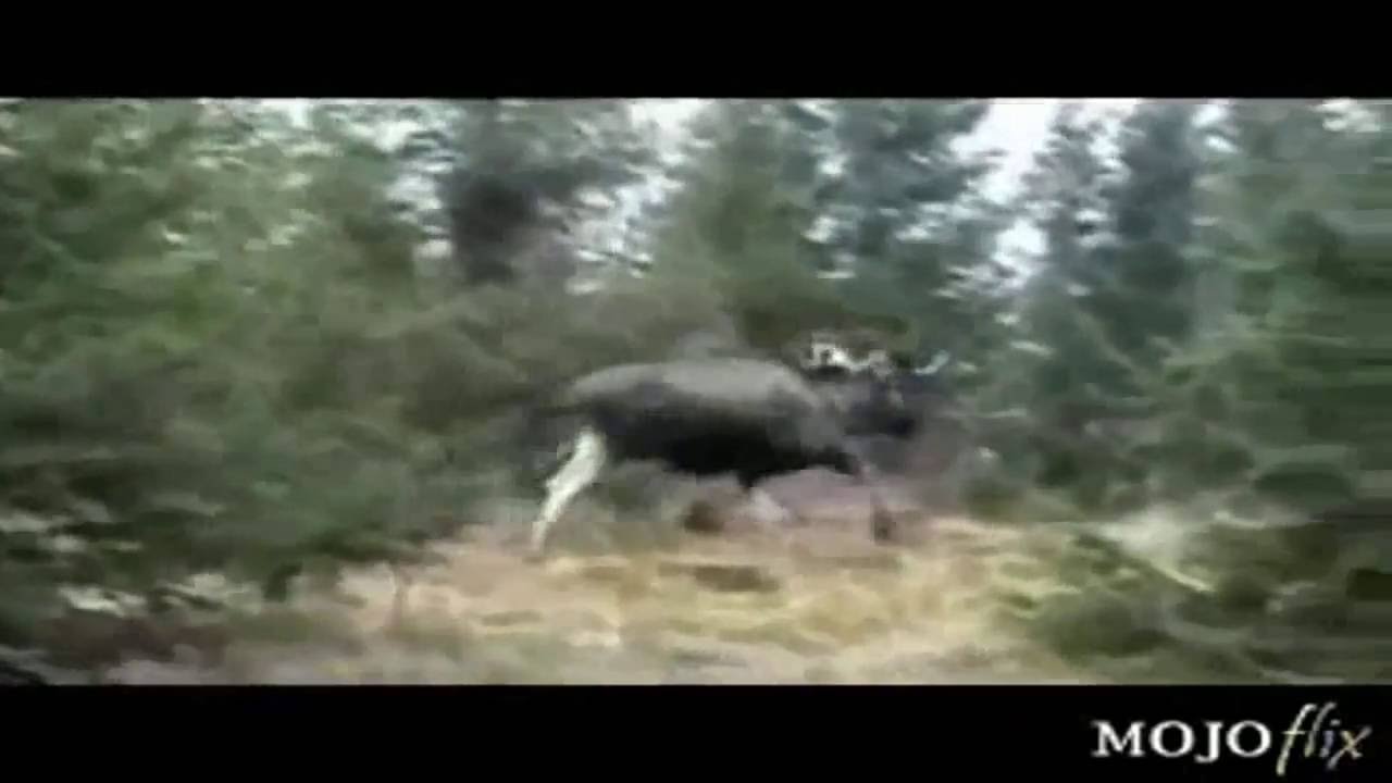 Elchjagd mit Überraschung